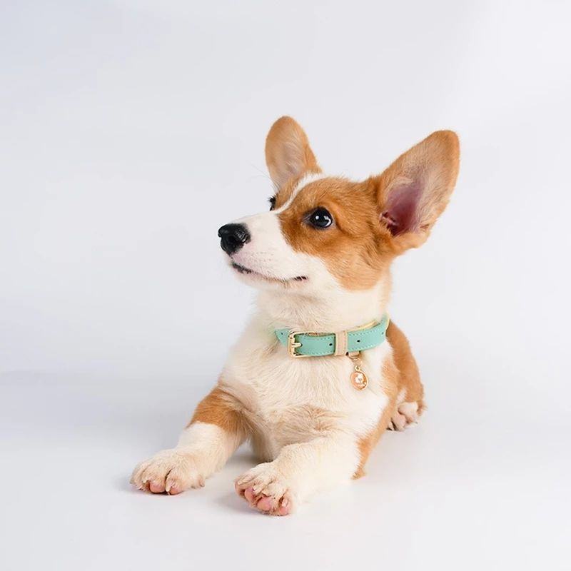 Genuine Leather Dog Collar – Durable Pet Leash for Small to Large Dogs